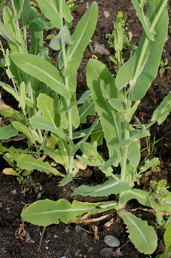 Image of Myagrum perfoliatum specimen.