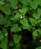 Scutellaria dependens