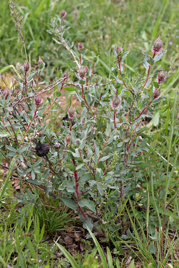 Image of Rosa persica specimen.