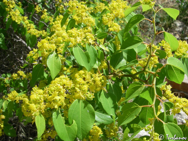 Image of Paliurus spina-christi specimen.