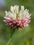 Trifolium hybridum. Соцветие. Белоруссия, Витебская обл., пос. Езерище, сорное на огороде. 06.08.2013.