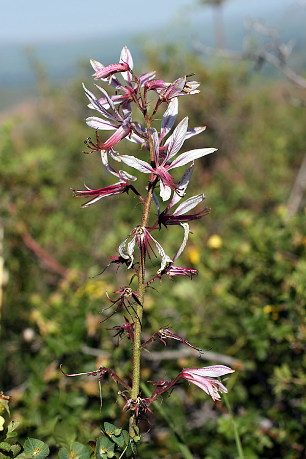 Image of Dictamnus angustifolius specimen.