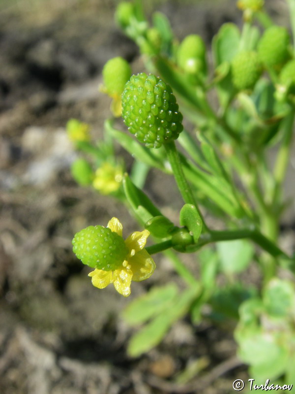 Изображение особи Ranunculus sceleratus.