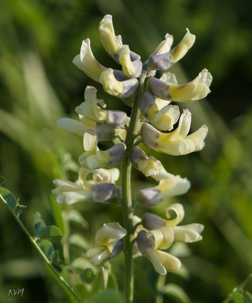 Image of Pseudosophora alopecuroides specimen.