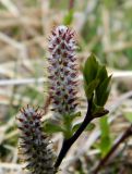 Salix kazbekensis