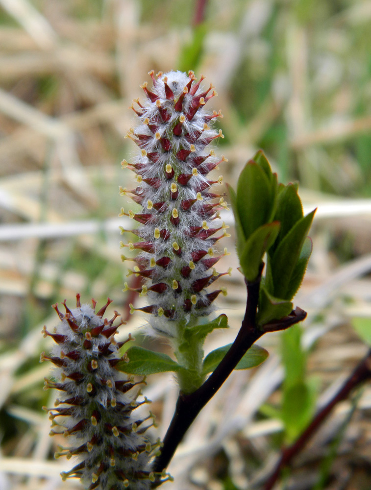 Image of Salix kazbekensis specimen.