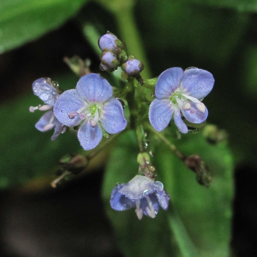 Image of Veronica anagallis-aquatica specimen.