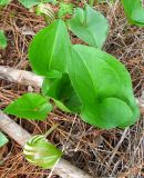 Arisarum vulgare. Цветущее растение. Израиль, Шфела, лес Бен Шемен. 13.01.2014.