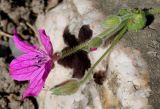 genus Erodium