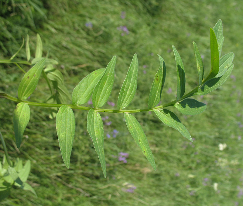 Image of Valeriana rossica specimen.