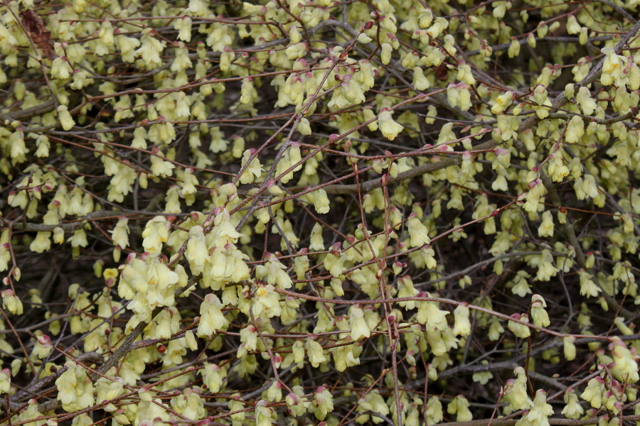 Image of Corylopsis pauciflora specimen.