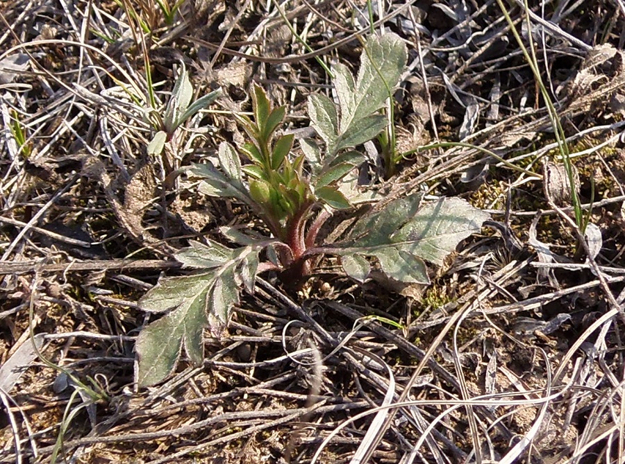 Image of familia Dipsacaceae specimen.