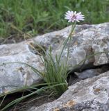 Scorzonera multiscapa