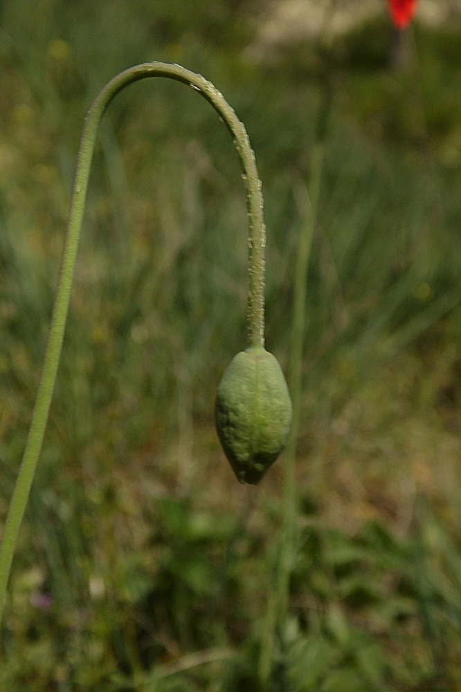 Image of Papaver laevigatum specimen.