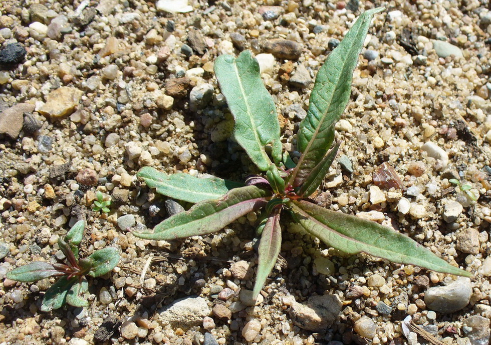 Image of genus Persicaria specimen.