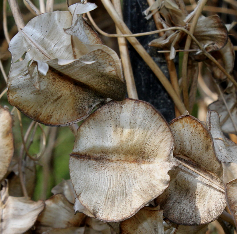 Image of Dioscorea villosa specimen.