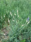View full-size image Onobrychis arenaria