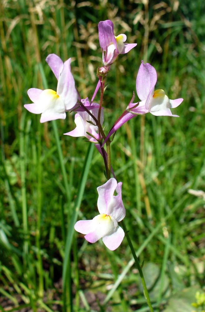 Image of Linaria incarnata specimen.