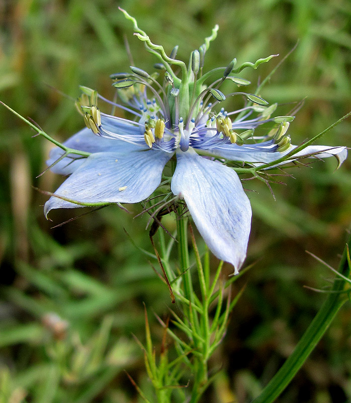 Image of Nigella elata specimen.