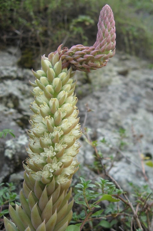 Изображение особи Orostachys spinosa.