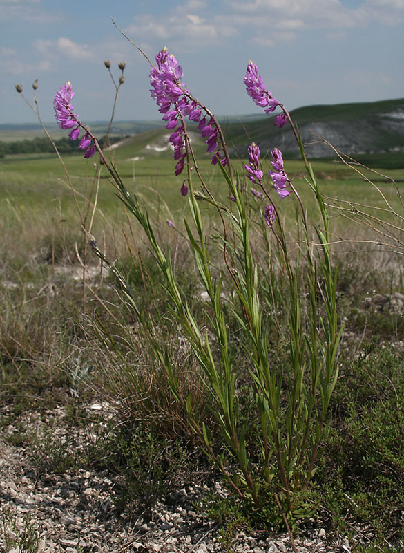 Image of Polygala cretacea specimen.