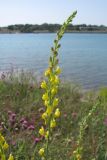 Linaria genistifolia