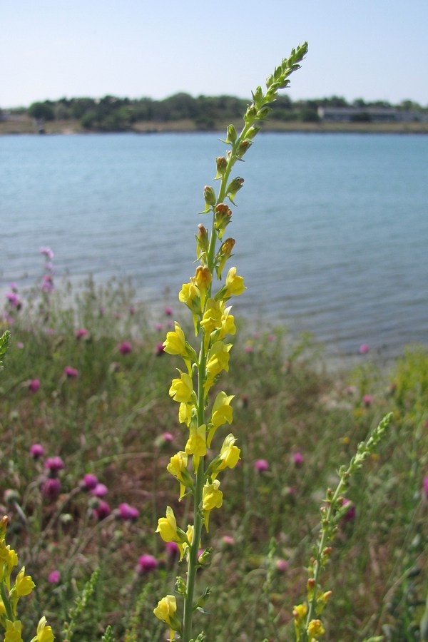 Image of Linaria genistifolia specimen.