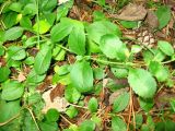 Veronica officinalis