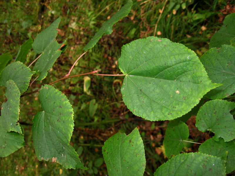 Image of Tilia nasczokinii specimen.