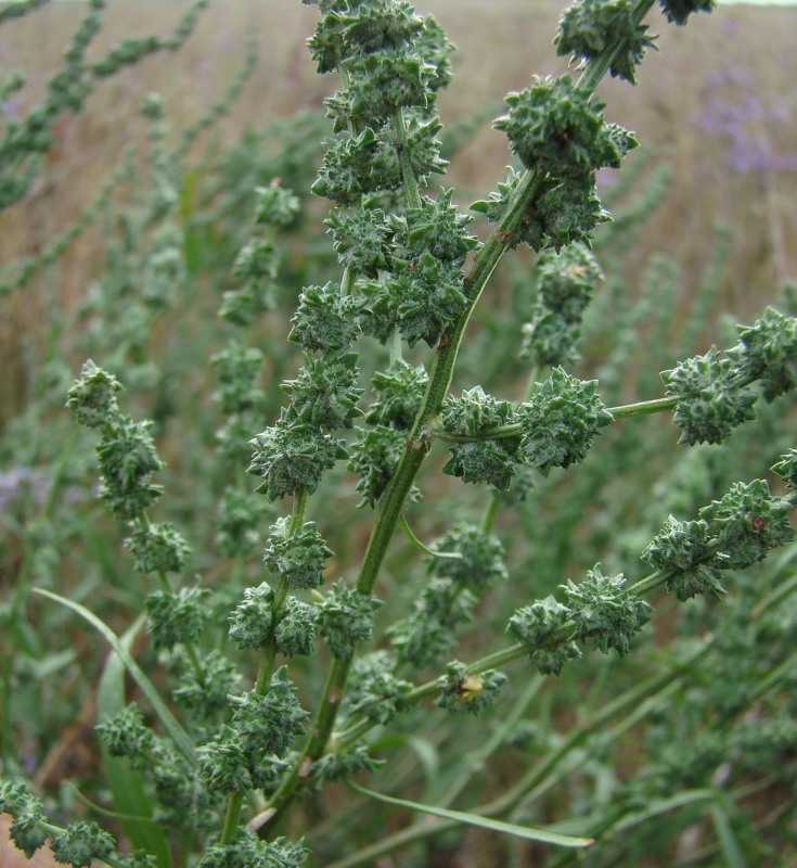 Image of Atriplex patens specimen.