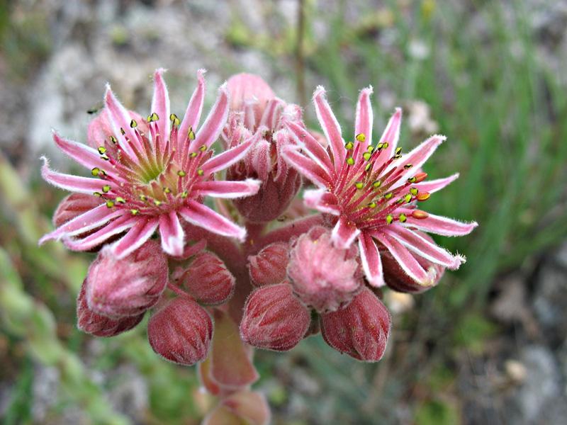 Изображение особи Sempervivum caucasicum.