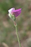 Lathyrus hirsutus. Цветок. Западный Крым, южный берег Сакского озера. 23 мая 2015 г.