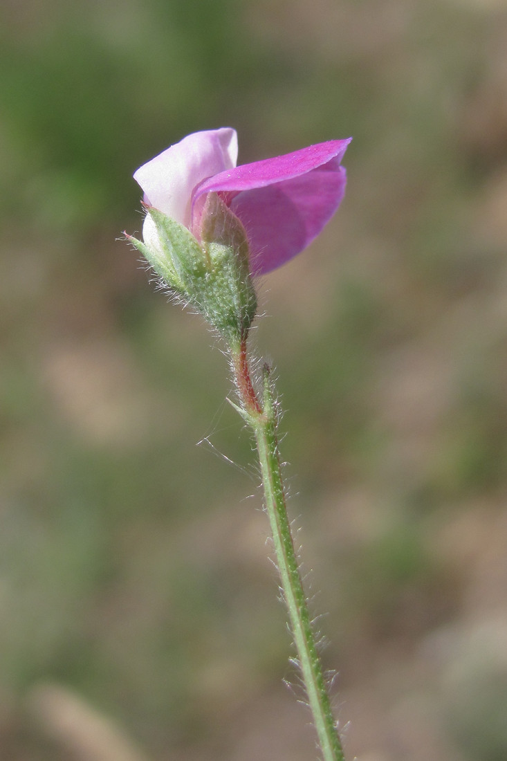 Изображение особи Lathyrus hirsutus.