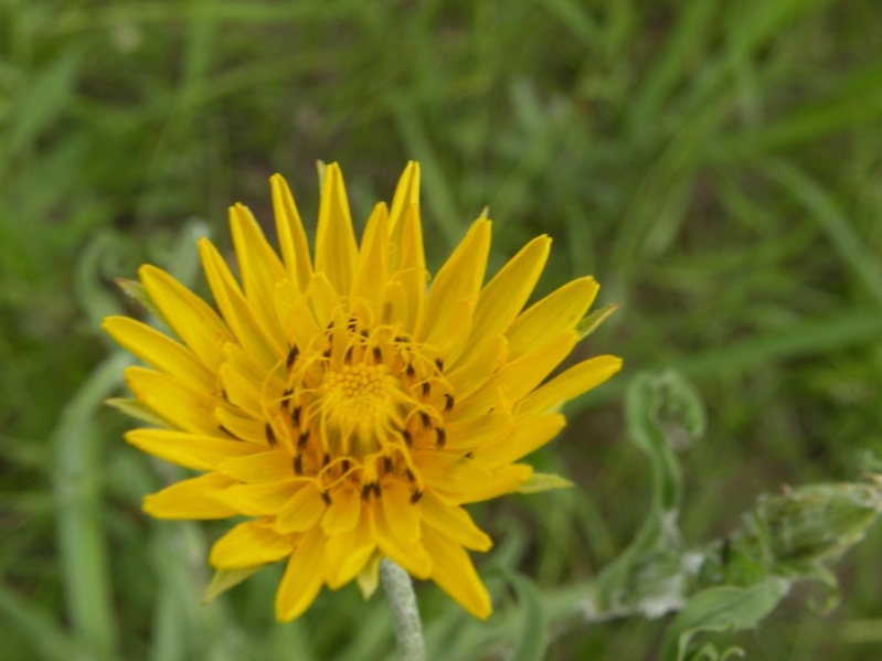 Изображение особи Tragopogon dasyrhynchus.