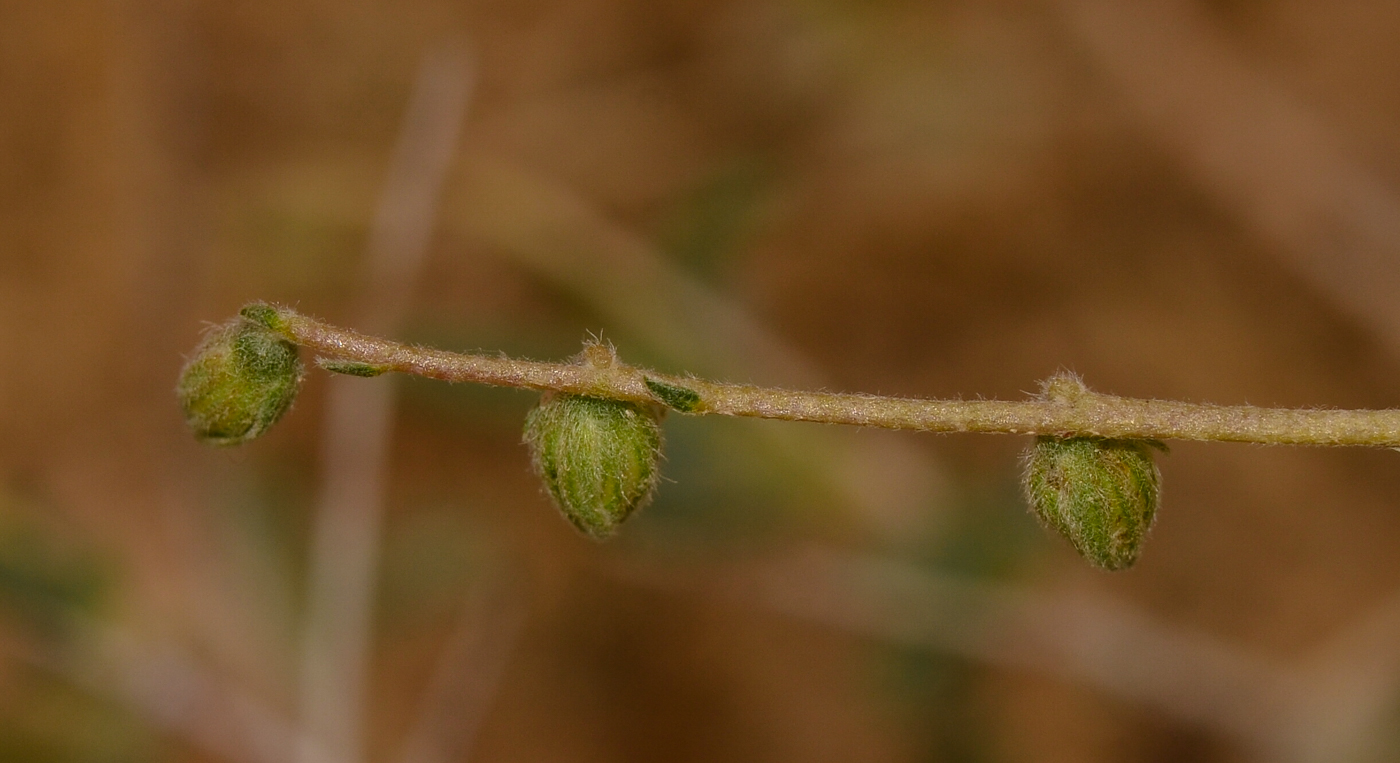 Image of Helianthemum sancti-antonii specimen.