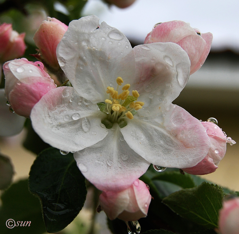 Изображение особи Malus domestica.