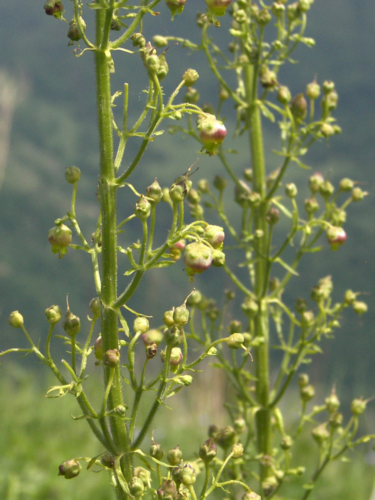 Изображение особи Scrophularia orientalis.