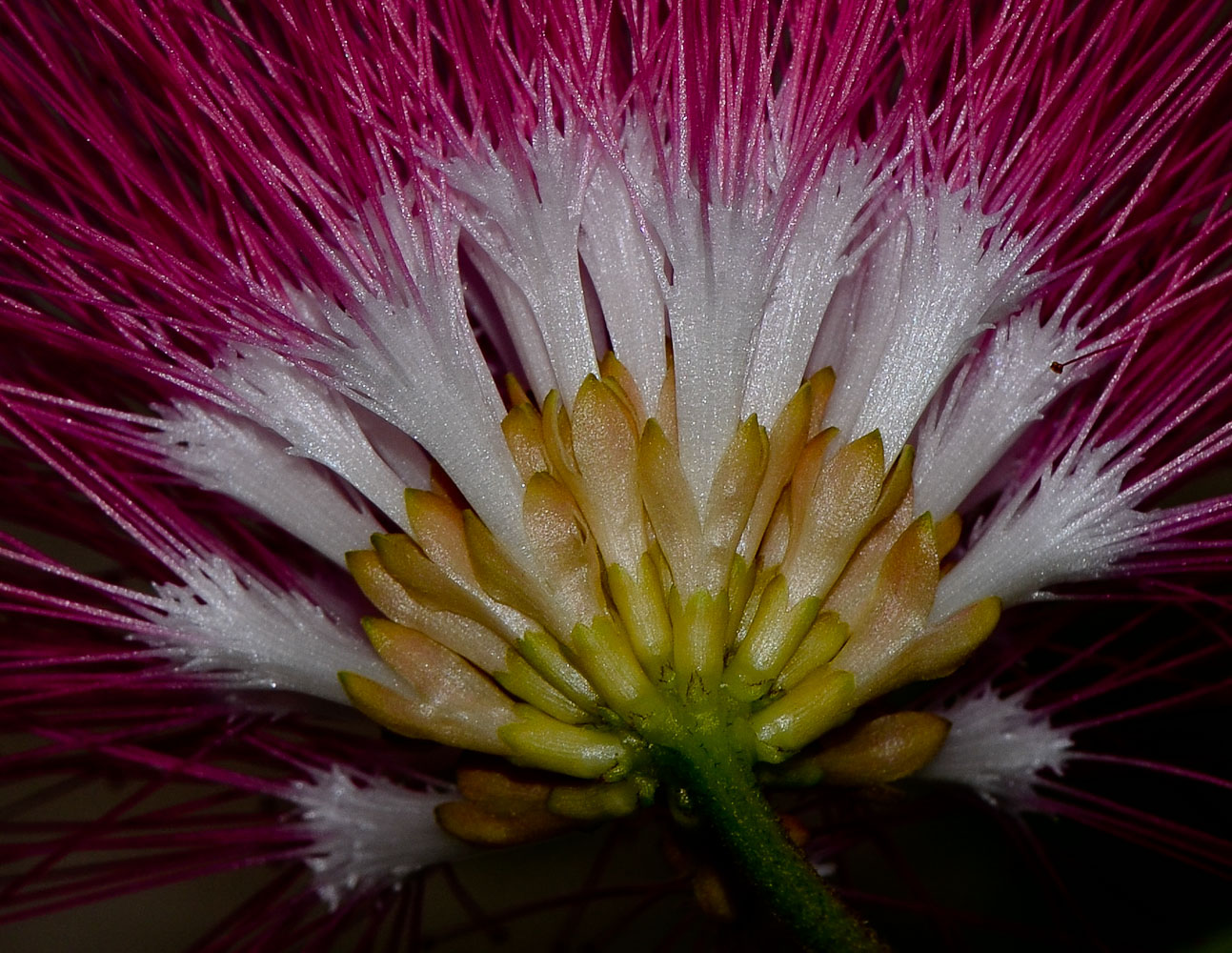 Image of Calliandra haematocephala specimen.