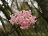 Viburnum farreri. Соцветие. Нидерланды, Гронинген, парк Stadspark, в культуре. 22 марта 2009 г.