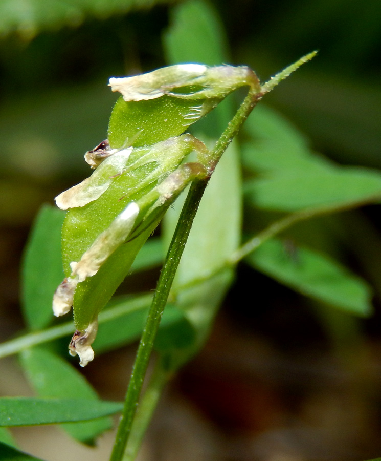 Image of Vicia loiseleurii specimen.