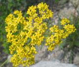 Смотреть изображение Patrinia intermedia