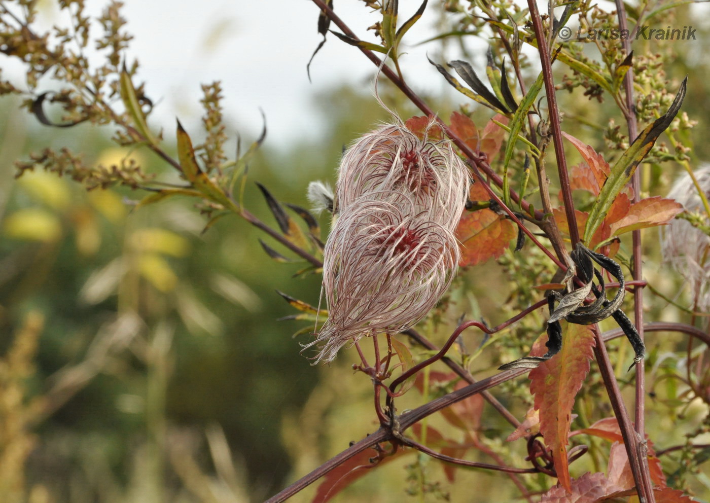 Image of Clematis serratifolia specimen.