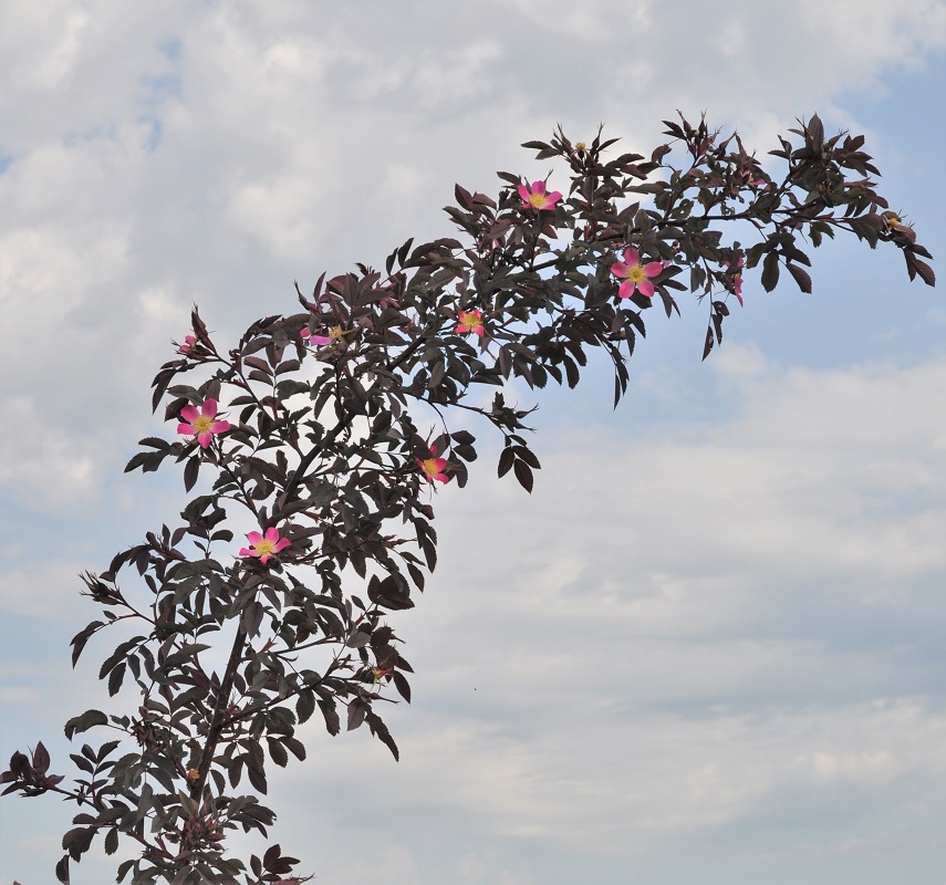 Image of Rosa glauca specimen.