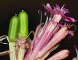 Смотреть изображение Silene armeria