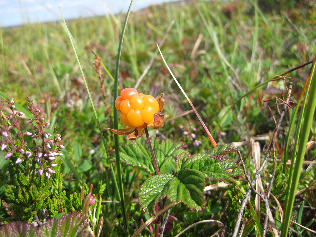 Image of Rubus chamaemorus specimen.