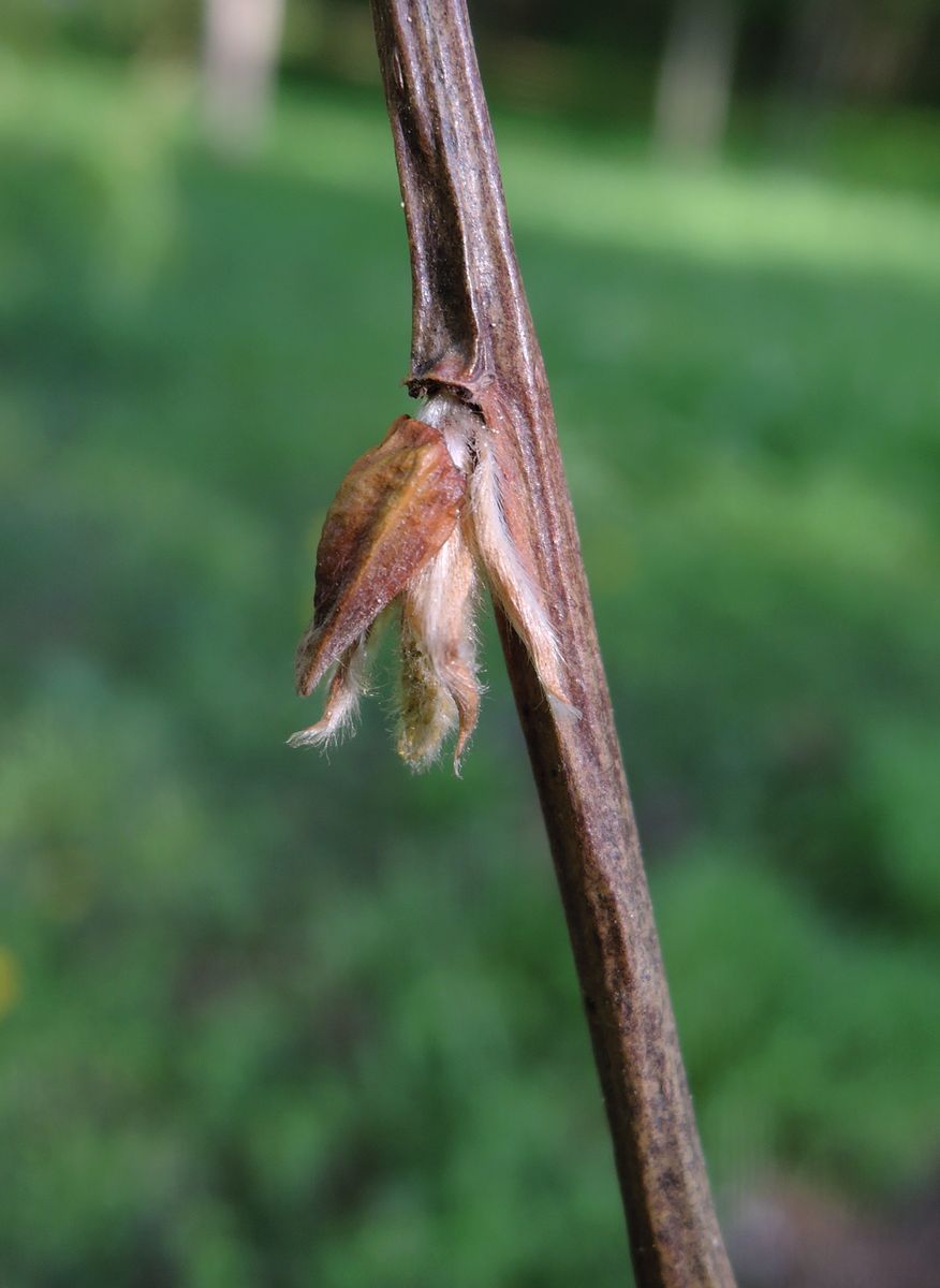 Image of genus Salix specimen.