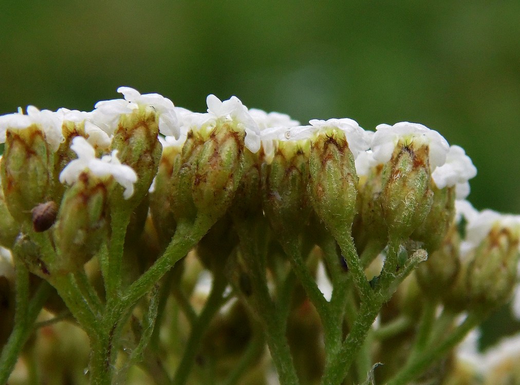 Image of Achillea nobilis specimen.