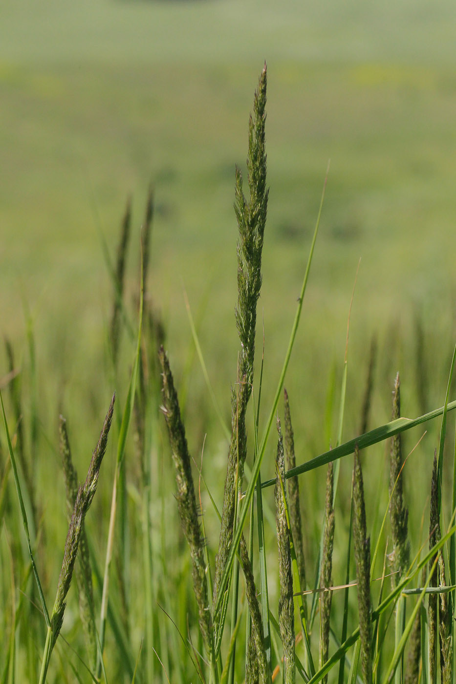 Изображение особи Calamagrostis epigeios.