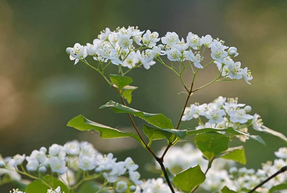 Image of Deutzia parviflora specimen.