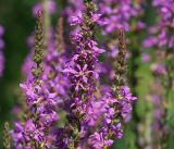 Lythrum salicaria. Побеги соцветия. Московская обл., Раменский р-н, окр. дер. Хрипань, садовый участок. 17.07.2016.